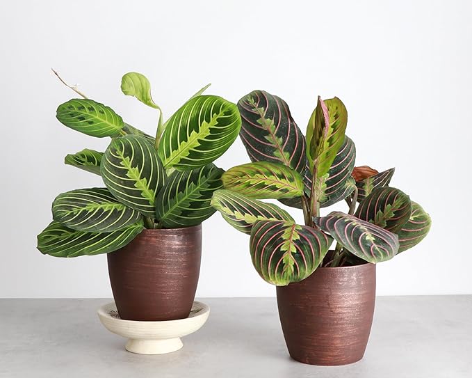 Thorsen's Greenhouse Prayer Plants Set of 2, Maranta leuconeura, Pet Safe, Low Light, Live Indoor Plants, 4" Diameter Plants, Classic Pots (Copper)