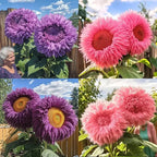 150+ Rare Sunflower Seeds for Planting Giant Teddy Bear Sunflowers Non-GMO Heirloom Seeds for Home Garden Outdoors - Attracts Pollinators