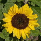 Seed Needs Dwarf Sunflower Seeds for Planting Yellow Pygmy Sunflowers - Heirloom & Open Pollinated Annual Cut Flowers - Perfect for Butterfly Gardens (1 Pack)