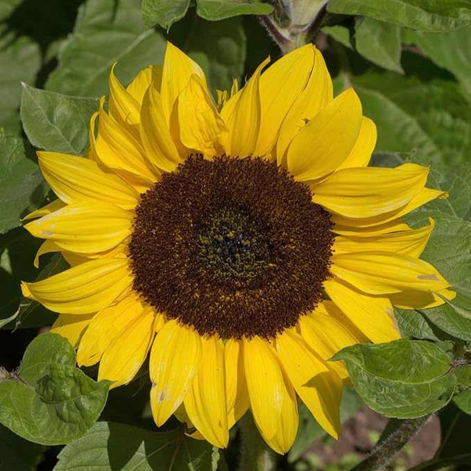 Seed Needs Dwarf Sunflower Seeds for Planting Yellow Pygmy Sunflowers - Heirloom & Open Pollinated Annual Cut Flowers - Perfect for Butterfly Gardens (2 Packs)