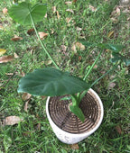 Plant Pot Grid Flower Pot Cover Baby Safety to Protect Children Pets Plant Black 20.8" Pack of 2