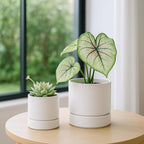 Phoenix Vine 4 Inch and 6 Inch Planter Pot with Drainage Hole & Deep Water Catch Tray Saucer, Straight Cylindrical Round Pot for Plants, Matte White, 23-A-1-Z
