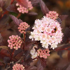 Proven Winners Summer Wine ROS Ninebark (Physocarpus opulifolius) Live Plant, 4.5" Qt, 4 Pack