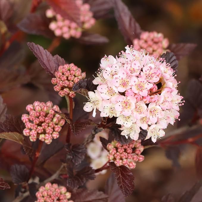 Proven Winners Summer Wine ROS Ninebark (Physocarpus opulifolius) Live Plant, 4.5" Qt, 4 Pack