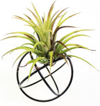 ZOOELAY Small Air Plant Holders Stand Black Airplants Rack Planters Metal Air Fern Plant Display Cage Geometric Tillandsia Pot Containers Gift Idea 6 Pcs