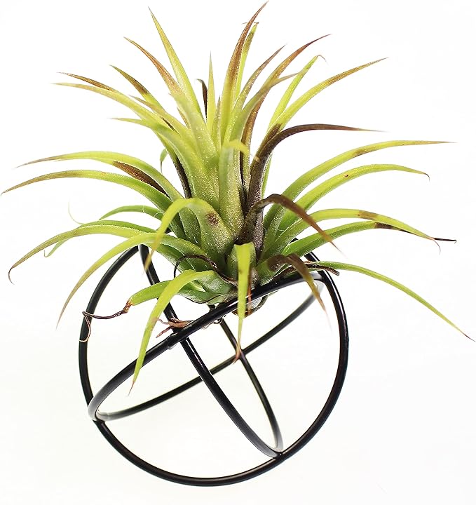 ZOOELAY Small Air Plant Holders Stand Black Airplants Rack Planters Metal Air Fern Plant Display Cage Geometric Tillandsia Pot Containers Gift Idea 6 Pcs
