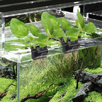 1 Pack Hanging Aquarium Plant Holder – 3 Holes Aquatic Plant Cups, Fish Tank Holder for Aquatic Plants, Ideal for Aquarium Tank Decoration(Black)