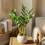 TentoWhan（2Packs Faux Plants Indoor 18.9" Artificial ZZ Plants in White Pot Fake Potted Zamioculcas Silk Faux Plants for Home Table Decor Bedroom Aesthetic