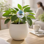 Soilagua Extra-Thick Clear Glass Plant Watering Globes, Rainbow Gradient Self Watering Globes, Automatic Plant Waterer, Self Watering Planter Insert Spikes Devices for Everyday or Vacation Use, 6-Pack