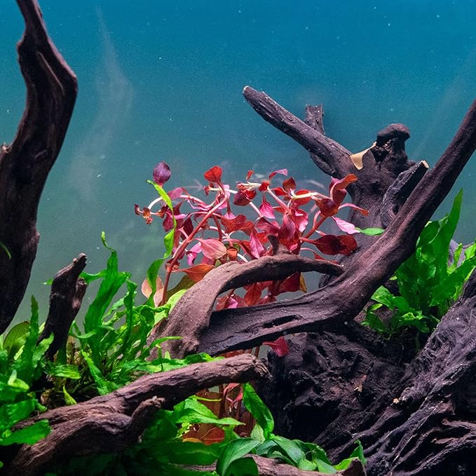 SubstrateSource Live Aquarium Red Stem Plants - Freshwater Aquatic Plant for Fish Tanks, Aquascaping - (Ludwigia Natans Super, 1 Bunch)