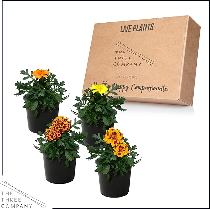 Live Flowering Marigold - Assorted Colors (4 Per Pack), Beautiful Spring Color, 8" Tall by 4" Wide in 1 Pt Pot