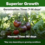 HOME GROWN Cherokee Purple Tomato Seeds 106+ Heirloom Non GMO Seeds for Planting, High Germination, Indeterminate, Rich Smoky Flavor, Large Beefsteak Slicing Tomato, Home Garden (Solanum lycopersicum)