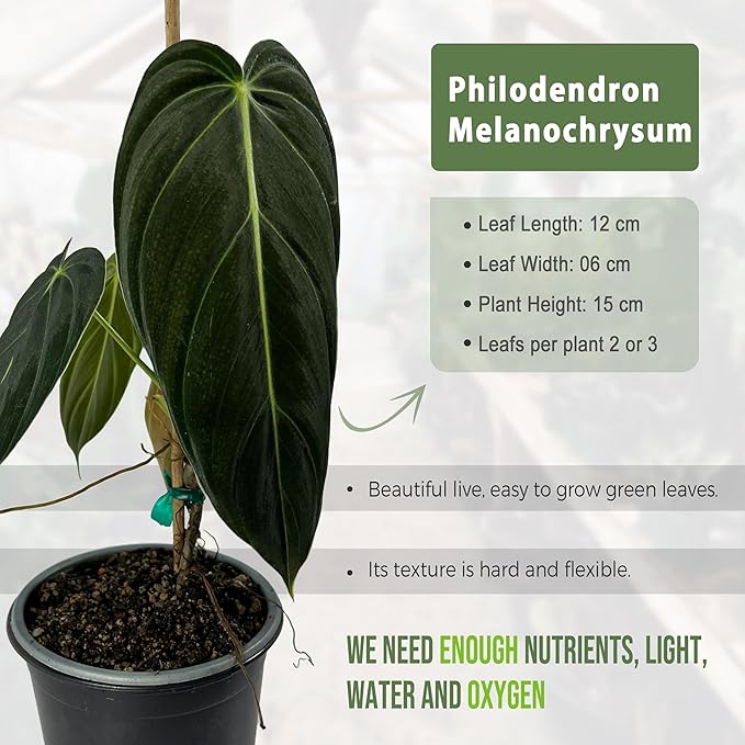 LEAL PLANTS ECUADOR Philodendron Melanochrysum|Exotic Indoor Houseplant for Living Room | Live Philodendron Plant |Beautiful Dark Melanochrysum for Home Decor