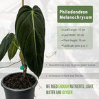 LEAL PLANTS ECUADOR Philodendron Melanochrysum|Exotic Indoor Houseplant for Living Room | Live Philodendron Plant |Beautiful Dark Melanochrysum for Home Decor
