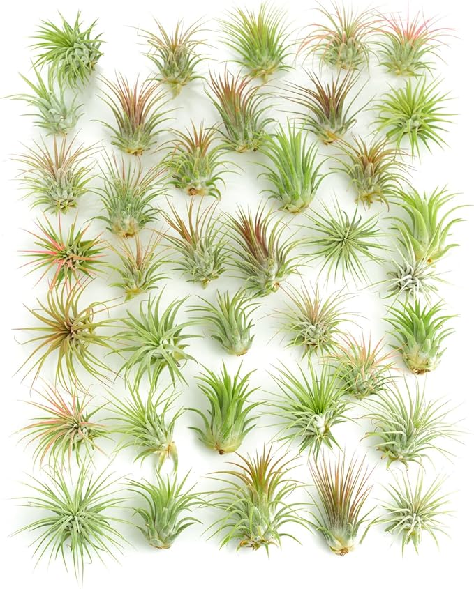 Shop Succulents Ionantha Tillandsia Air Plants, Assorted Mini Live Indoor Plants for Home Decor & Gifts, Low Maintenance, Natural Air Purifier, Hanging Plants, Favors, Terrarium Plants, Pack of 100