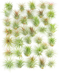 Shop Succulents Ionantha Tillandsia Air Plants, Assorted Mini Live Indoor Plants for Home Decor & Gifts, Low Maintenance, Natural Air Purifier, Hanging Plants, Favors, Terrarium Plants, Pack of 100