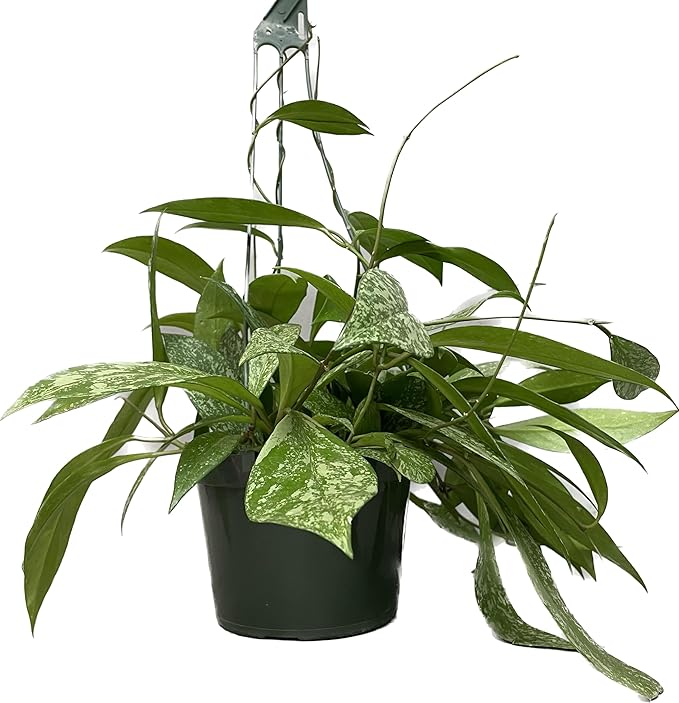 Hoya Publicalyx Splash Red Button - Hoya Plant - Air Purifying Plant - Pet Friendly Plant - Hoya Plants Live Houseplants - Wax Plant (1-2 Plants, 4" Pot)