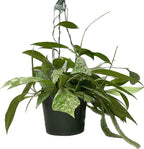 Hoya Publicalyx Splash Red Button - Air Purifying Features - Pet Friendly - Hoya Plants Live Houseplants - Wax Plant (3-4 Plants, 4" Pot)