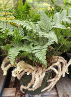 Rabbit's Foot Fern - Live Plant in a 6 Inch Pot - Davallia Tyermani - Extremely Rare and Exotic Ferns from Florida
