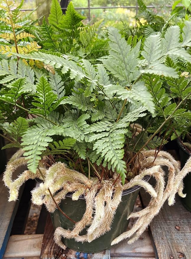 Rabbit's Foot Fern - Live Plant in a 6 Inch Pot - Davallia Tyermani - Extremely Rare and Exotic Ferns from Florida