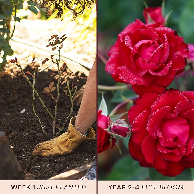 Heirloom Climbing Roses, Live Own Root Plant for Outdoor Garden, Lady in Red™, Lightly Fragrant, Hardiness Zones 4-10, Repeat Blooming