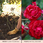Heirloom Climbing Roses, Live Own Root Plant for Outdoor Garden, Lady in Red™, Lightly Fragrant, Hardiness Zones 4-10, Repeat Blooming