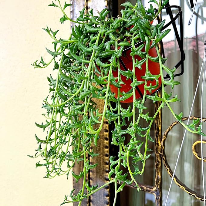 Sprout N Green String of Dolphins, Live Trailing Succulent Fully Rooted in 2" Pot, Home Office Wedding Decoration DIY Projects Party Favor, Easy to Care, Ideal Plant for Hanging, Keep Away from Pets