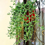 Sprout N Green String of Dolphins, Live Trailing Succulent Fully Rooted in 2" Pot, Home Office Wedding Decoration DIY Projects Party Favor, Easy to Care, Ideal Plant for Hanging, Keep Away from Pets
