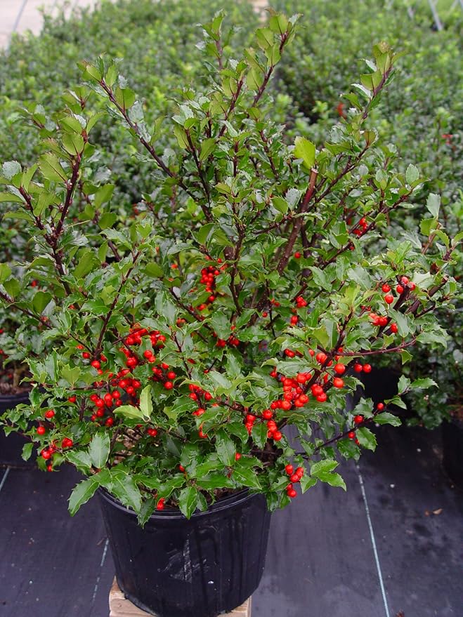 Live plant from Green Promise Farms Ilex X meserveae 'Berryific' (Holly) Evergreen, 2-Size Container, Male/Female Plant