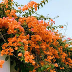 2 Bougainvillea Live Plants, Tropical Bougainvillea Flowering Vine, Fast Growing Outdoor and Container Plant, 4-8'' Tall (Deep Orange Blooms)