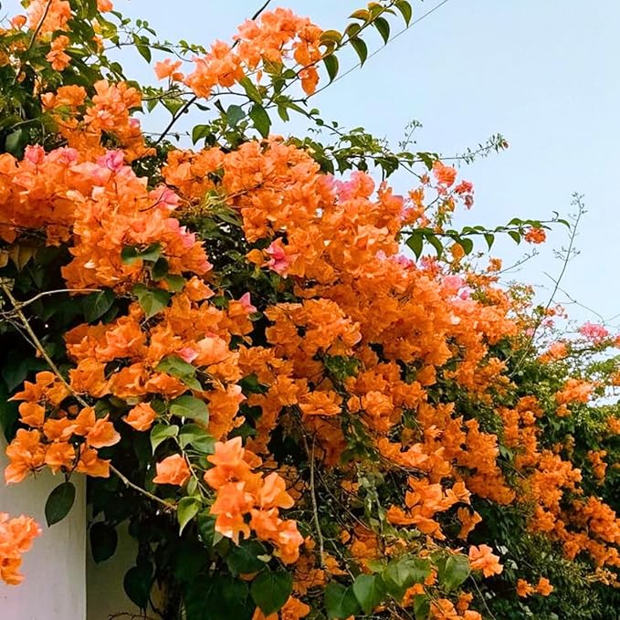 2 Bougainvillea Live Plants, Tropical Bougainvillea Flowering Vine, Fast Growing Outdoor and Container Plant, 4-8'' Tall (Deep Orange Blooms)