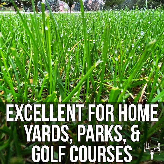 Crooked Bend Blue Eagle Kentucky Bluegrass Seed, 3LB, Uncoated & No Fill, Grow Full, Beautiful & Best Yards, Thicken Lawns & Turf, Growing Dark Green Organic Grass Carpet, Plants 580 Square feet