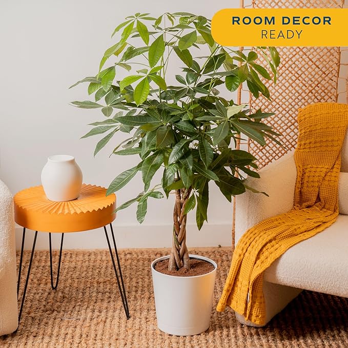 Costa Farms Money Tree Live Plant in Decorative Pot, Air Purifying, Large Indoor Houseplant, Perfect for Home, Room, or Office Decor, Great House Warming or Birthday Gift, 3-4 Feet Tall