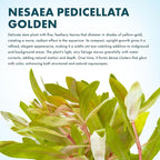 SubstrateSource Live Aquarium Stem Plants - Freshwater Aquatic Plant for Fish Tanks, Aquascaping - (Nesaea Pedicellata Golden, 1 Bunch)