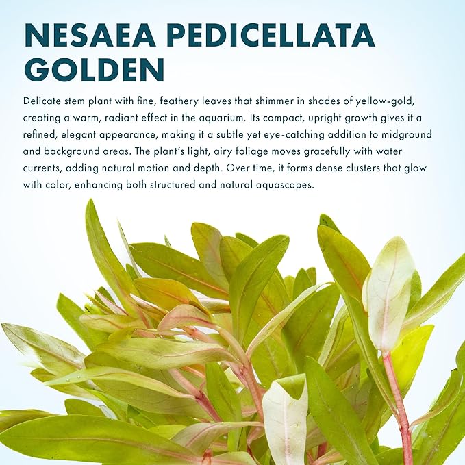SubstrateSource Live Aquarium Stem Plants - Freshwater Aquatic Plant for Fish Tanks, Aquascaping - (Nesaea Pedicellata Golden, 1 Bunch)