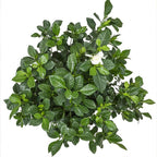 Gardenia Plant (3G), Cape Jasmine Plant Outdoor Plants, Fresh Flowers for Delivery Prime, Live Plants Indoor Plants Live Houseplants, Gardenia Plants Live House Plants Indoors Live by Plants for Pets