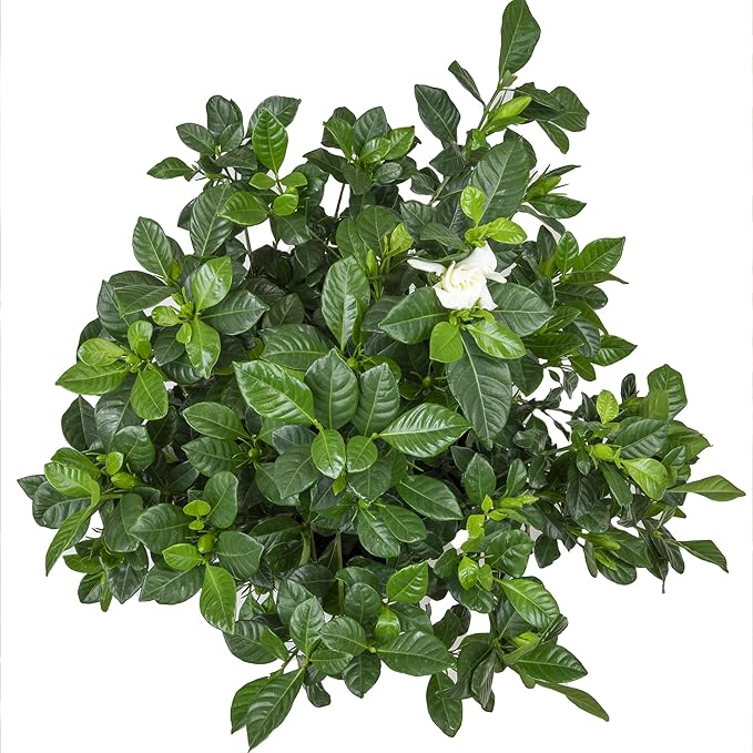 Gardenia Plant (1G), Cape Jasmine Plant Outdoor Plants, Fresh Flowers for Delivery Prime, Live Plants Indoor Plants Live Houseplants, Gardenia Plants Live House Plants Indoors Live by Plants for Pets