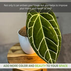 LEAL PLANTS ECUADOR Anthurium Crystallinum| Green Live House Plant for Indoors|Rare and Exotic Indoor Plants for Living Room|Anthuriums Live Plants |Crystallinum House Plant