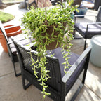 String of Bananas Succulent Plant Decor Hanging Basket, Real Succulents & Houseplants for Home or Office, Senecio Radicans, Unique House Plants