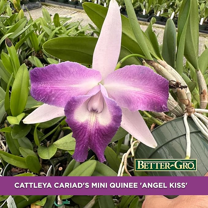 Better-Gro Cattleya Cariad's Mini Quinee 'Angel Kiss', 4" Live Plant, Blooms in 6-12 Months with Proper Care, White & Blue Petals with Blue Lip, Hand-Selected by Master Growers