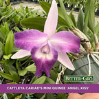 Better-Gro Cattleya Cariad's Mini Quinee 'Angel Kiss', 4" Live Plant, Blooms in 6-12 Months with Proper Care, White & Blue Petals with Blue Lip, Hand-Selected by Master Growers