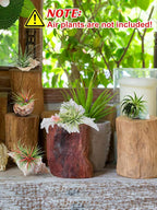 Biggun 5 Pack Conch Sea Shell Air Plant Holder-Natural Conch Plant Pots Holder in 5 Styles Decorative Tillandsias Succulent Display Container Table Centerpiece for Home Garden Beach Theme Party Favor