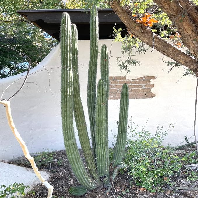 Cactus Outlet - Cactus Plants Live, Live Plants Indoor & Outdoor Use, Live Cactus, Organ Pipe 36”+ - Large Live Cactus - Landscape Ready Large Cactus Plant Live Delivered Right to Your Door