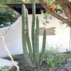 Cactus Outlet - Cactus Plants Live, Live Plants Indoor & Outdoor Use, Live Cactus, Organ Pipe 36”+ - Large Live Cactus - Landscape Ready Large Cactus Plant Live Delivered Right to Your Door