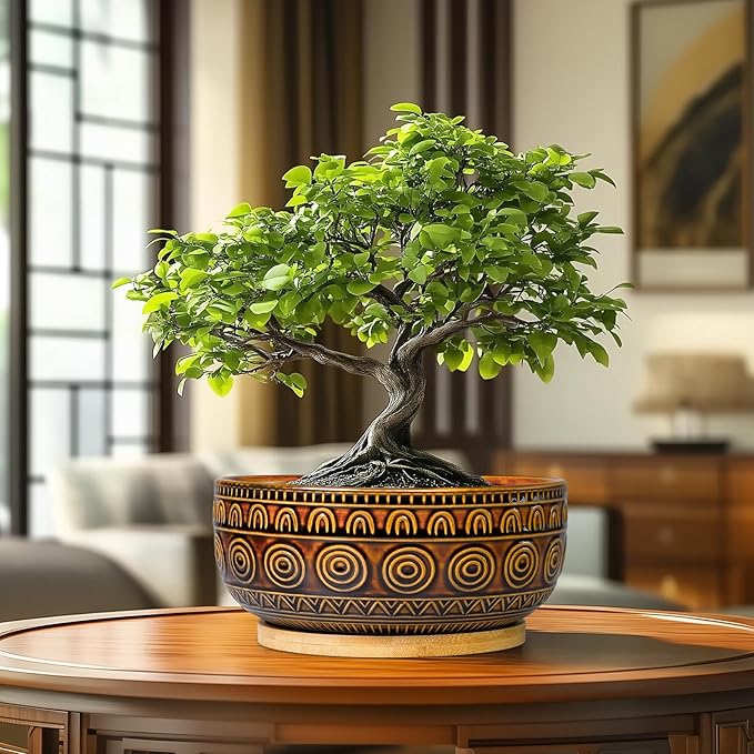 Eightpot Bonsai Pots 8 Inch - Ceramic Succulent Planters for Indoor Plants, Shallow Plant Pots with Drainage Hole and Saucer, Boho Round Planter Bowl, Office Decor, Brown