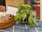 AlphaAcc Faux Plant Decor Potted Artificial Small Greenery Ivy Leaves Plants with Black and White Geometry Patterns Cement Pot for Office Desk Home Kitchen Decoration (Ivy Leaf)