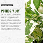 California Tropicals Pothos 'N Joy - 4" Live Plant - Variegated White and Green Leaves - Easy to Care for - Perfect for Home Decor, Gifts, and Office -