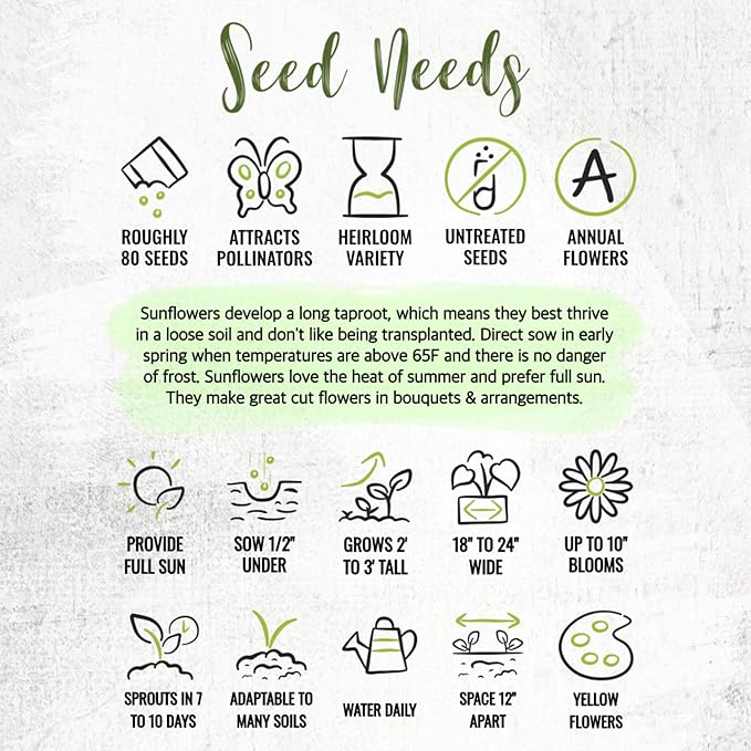 Seed Needs Sunflower Seeds for Planting Dwarf Sunspot Sunflowers - Heirloom & Open Pollinated Annual Cut Flower Seed to Plant 2 Foot Tall Sun Flowers (2 Packs)