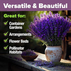 HOME GROWN Non GMO English Lavender Seeds 3,000+ Wildflower Seed for Planting Indoor/Outdoor, High Germination, Plant Flower Seeds (Lavandula antustifolia)