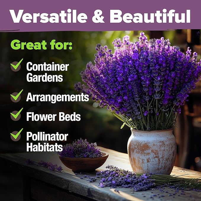 HOME GROWN Non GMO English Lavender Seeds 3,000+ Wildflower Seed for Planting Indoor/Outdoor, High Germination, Plant Flower Seeds (Lavandula antustifolia)